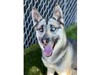 Adopt Addison a Black German Shepherd Dog / Husky / Mixed (short coat) dog in