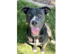 Adopt Ali a Black American Pit Bull Terrier / Mixed dog in Red Bluff