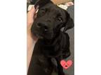 Adopt Daenerys or Dani a Black Mutt / Mixed dog in Fuquay Varina, NC (41252561)