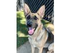 Adopt Maddy a Black German Shepherd Dog / Mixed dog in Red Bluff, CA (41252241)