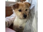 Adopt Rico a Red/Golden/Orange/Chestnut - with White Terrier (Unknown Type