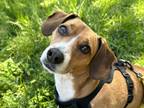 Adopt Ernie a Brown/Chocolate - with White Beagle / Mixed dog in Springfield