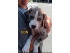Adopt Don a Merle Catahoula Leopard Dog / Mixed dog in Weatherford