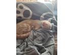 Adopt Ace The Brave a Orange or Red Tabby Domestic Shorthair / Mixed (short