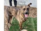 Adopt PETEY -kind friendly gentle a Brindle German Shepherd Dog / Mixed dog in