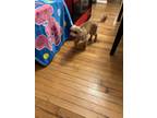 Adopt Jinger a Tan/Yellow/Fawn Australian Terrier / Mixed dog in Dallas