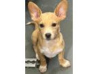 Adopt Jerry a Tan/Yellow/Fawn - with White Dachshund / Corgi / Mixed dog in