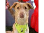 Adopt Finnley a Tan/Yellow/Fawn - with White Golden Retriever / Labrador