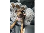 Adopt Stella a Brown/Chocolate Doberman Pinscher / American Pit Bull Terrier /