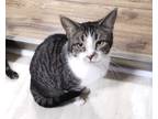Adopt Layla a Brown Tabby Domestic Shorthair (short coat) cat in St.