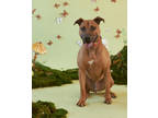 Adopt Chance a Brown/Chocolate American Pit Bull Terrier / Mixed dog in