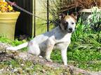 Adopt Freckles a White Australian Cattle Dog / Mixed Breed (Medium) / Mixed
