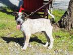 Adopt Motley a White Australian Cattle Dog / Mixed Breed (Medium) / Mixed (short