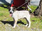 Adopt Motley a White Australian Cattle Dog / Mixed dog in Medfield