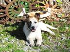 Adopt Speckles a White Australian Cattle Dog / Mixed dog in Medfield