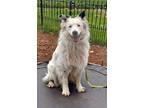 Adopt Bobby Lee a White - with Black Australian Shepherd / Mixed dog in