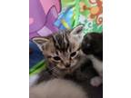 Adopt Cat a Gray, Blue or Silver Tabby Tabby / Mixed (short coat) cat in Grand