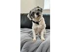 Adopt Jack (CA) a White - with Gray or Silver Poodle (Miniature) / Shih Tzu /