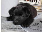 Adopt Blake a Black Labrador Retriever / Mixed dog in Silverton, OR (41252322)