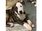 Adopt Ozzy a Brindle - with White Pit Bull Terrier / Mixed Breed (Medium) /