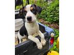 Adopt Lisa a Tricolor (Tan/Brown & Black & White) Hound (Unknown Type) / Mixed