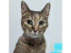 Adopt Harley a Domestic Shorthair cat in Yankton, SD (41208759)
