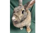 Adopt Mae a Agouti Flemish Giant / Mixed (short coat) rabbit in Edinburg