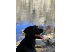 Adopt Cannoli a Black Labrador Retriever / Mixed dog in Truckee, CA (40759328)