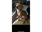 Adopt Solo a Tan/Yellow/Fawn - with Black Hound (Unknown Type) / Terrier