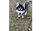Adopt Blue a Black - with White Husky / Mixed dog in Lincoln, DE (41252307)