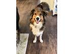 Adopt Shadow a Brown/Chocolate - with White English Shepherd / Mixed dog in Gig