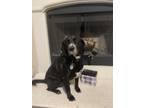 Adopt Binny a Black - with White Labrador Retriever / Mixed dog in Dallas