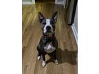 Adopt Blue a Brindle American Pit Bull Terrier / Boxer / Mixed dog in Richmond
