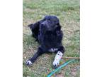 Adopt Dash a Black Retriever (Unknown Type) / Mixed dog in Wilmington