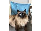 Adopt Theo a Brown or Chocolate Siamese / Mixed (medium coat) cat in Bothell