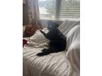 Adopt Holli a Black - with White Terrier (Unknown Type, Medium) / Mixed dog in