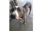 Adopt Ranger- VIP a Brindle American Pit Bull Terrier / Mixed dog in Arlington