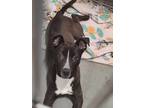 Adopt Yedda a Black - with White Pit Bull Terrier / Mixed dog in Silverton