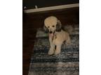 Adopt Astro a Tan/Yellow/Fawn - with Black Goldendoodle / Mixed dog in Grand