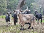 Adopt The Fantastic Four a Goat farm-type animal in Jacksonville, OR (41252211)