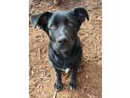 Adopt Kiley a Black - with White Border Collie / Mixed dog in Silverton