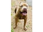 Adopt Dash a Brown/Chocolate American Pit Bull Terrier / Mixed dog in