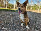 Adopt Ozzie O- adoption pending a Merle Australian Shepherd / Corgi / Mixed dog
