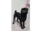 Adopt Arlo- adoption pending a Black Pug / Mixed dog in Bellevile, NJ (41193986)
