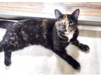 Adopt Fancy a Calico or Dilute Calico Domestic Shorthair (short coat) cat in St.