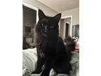 Adopt Ankho & Bagheera a Brown Tabby Maine Coon / Mixed (long coat) cat in