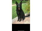 Adopt Riley a Black German Shepherd Dog / Mixed dog in Dunedin, FL (41252027)