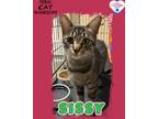 Adopt Sissy a Domestic Shorthair / Mixed (short coat) cat in Kingman