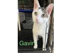 Adopt Gavin a White (Mostly) Domestic Shorthair (short coat) cat in St.
