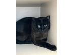 Adopt Percy a All Black Domestic Shorthair / Domestic Shorthair / Mixed cat in